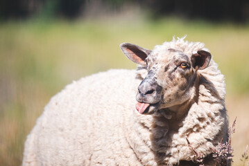 Lamb sticking tongue out
