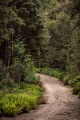 Fototapeta na wymiar Path through the Australian bush