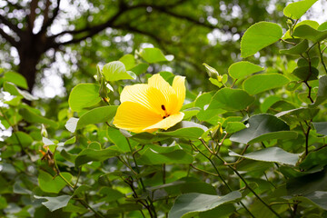 Yellow flower of hibiscus macrophyllus Roxb. ex Hornem.
