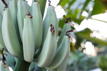 Banana fruits. A cluster of bananas