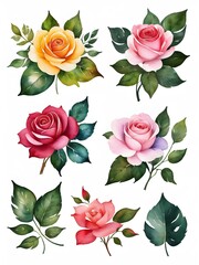 set of water colour vector pink ,red rose flowers isolated and green leaves on white background ,vector, 3d 