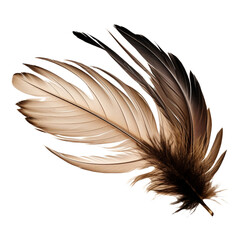 Obraz premium Feathers adorn a fashionable isolated on transparent background