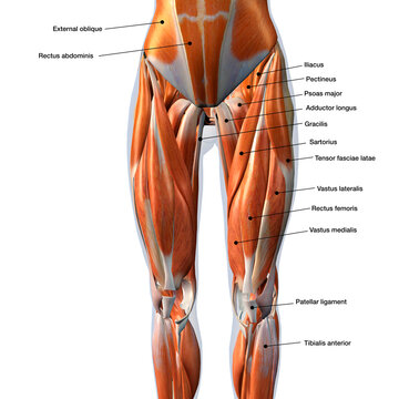 Female Front Leg Muscles on White Background with Text Labeling	