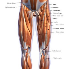 Male Front Leg Muscles on White Background with Text Labeling	