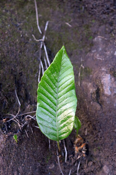 A cluster of Selliguea feei, a fern belonging to the genus Selliguea in the family Polypodiaceae, commonly found Indonesia.