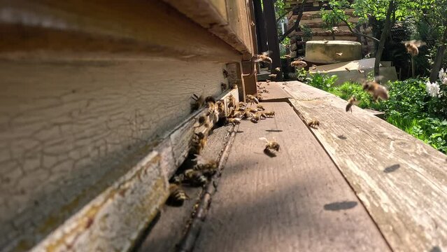 honey bee Drones are ejected from the bee hive by the worker bees in late autumn,dying from exposure and the inability to protect or feed themselves.Beekeeping concept,brutal effectivity of bee colony