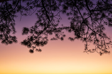 Abstract, Scenery tranquil nature silhouette of Pinus kesiya tree leaf branch on twilight sunset sky background with dark tone violet and orange color so beautiful. Dramatic shadow feeling of lonely.