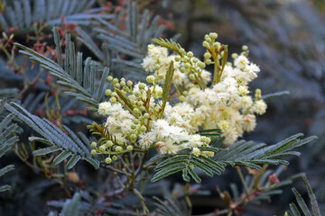 Blooming Acacia mearnsii, a spreading shrub or erect tree commonly known as black wattle or green wattle, a flowering plant in the family Fabaceae