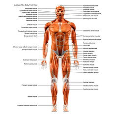 Labeled Muscles of the Human Body Chart, Front View - obrazy, fototapety, plakaty