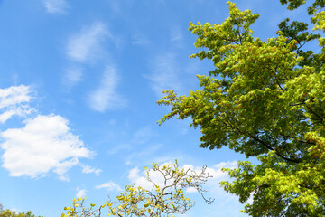 春爛漫　仙台　台原森林公園
