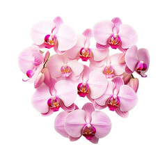 Fresh moth orchid flowers heart shape flower isolated on transparent background