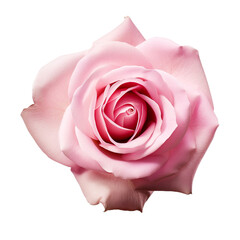 Fresh pink rose isolated on transparent background