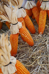 organic grain yellow corn seed or maize and dry corn cob background.