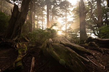 Obraz premium Forest in the dawn sunlight