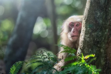 Fotobehang Aap Japanese Macaque monkey Yakushima Island  © Adam