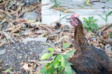 Chicken head in close up