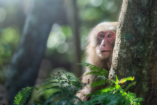 Japanese Macaque monkey Yakushima Island