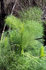A bunch of foeniculum vulgare, commonly known as fennel, a flowering planr species in the carrot...