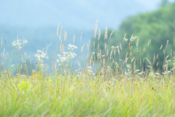 Native grasses and flowering plants at the edge of a hill ni a roadside stop with shallow focus