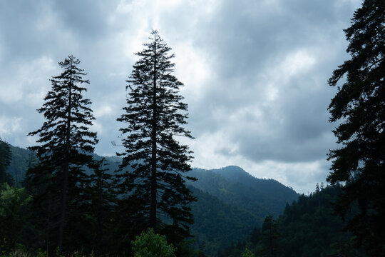spruce pine trees, evergreen conifers on a cloudy day in the mountains of Appalachia