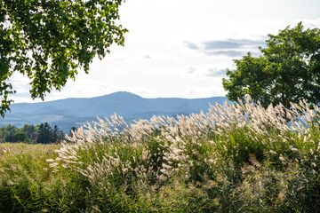 tall grass waving in the wind at sunset in central hokkaido japan