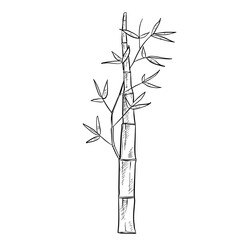 bamboo handdrawn illustration
