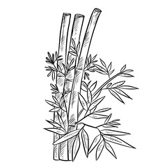 Fototapeta premium bamboo handdrawn illustration