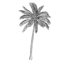 Obraz premium palm tree handdrawn illustration