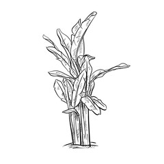 palm tree handdrawn illustration
