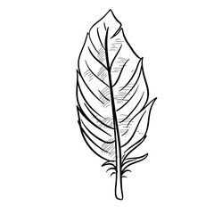 feather handdrawn illustration