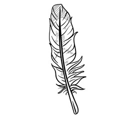 feather handdrawn illustration