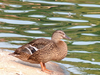 KODAK Digital Still Camera