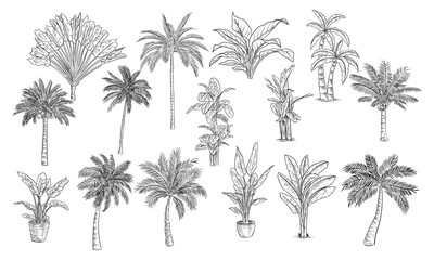 Fototapeta na wymiar palm tree handdrawn collection