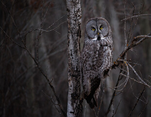 A great gray owl on a tree
