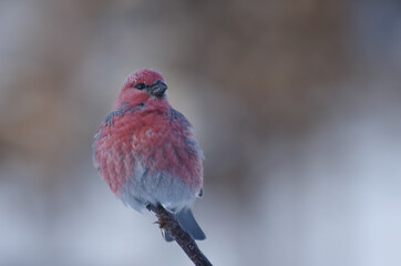 A male pine grosbeak on a branch in wintertime 