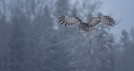 A great gray owl flying on a snowy evening 