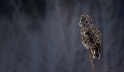 Profile of a great gray owl on a snag
