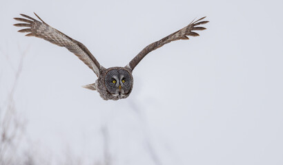 A great gray owl in flight in wintertime