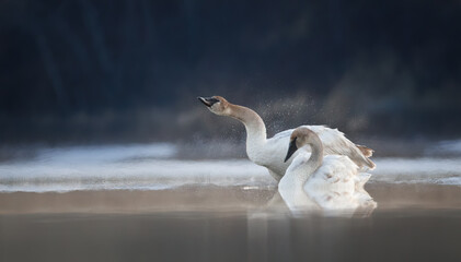 A trumpeter swan shaking on a winter lake  - obrazy, fototapety, plakaty