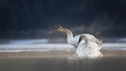 Rolgordijnen A trumpeter swan shaking on a winter lake  © Donna Feledichuk
