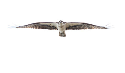 An osprey flying wings fully spread 