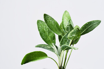 Obraz premium セージ sage ハーブ herb フレッシュハーブ fresh herbs