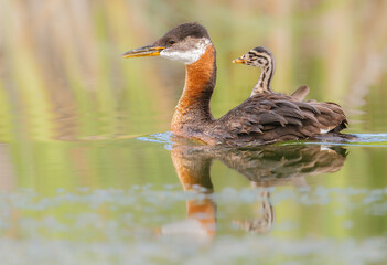 A red-necked grebe chick sitting tall on its parent's back