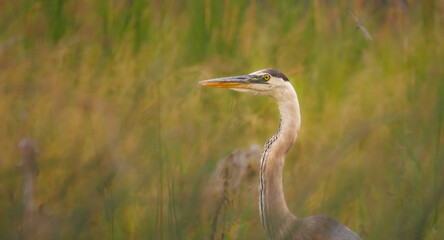 Profile of a great blue heron in tall grass