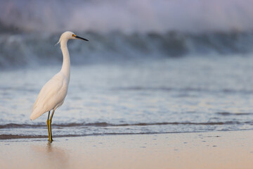 Obraz premium A snowy egret on the beach with waves crash at sunrise
