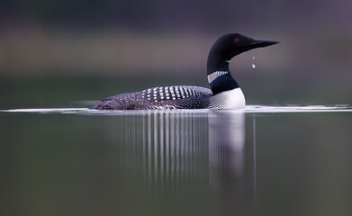 A common loon with a water droplet dripping floating on calm water