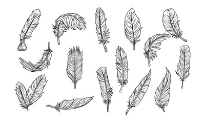 feather handdrawn collection
