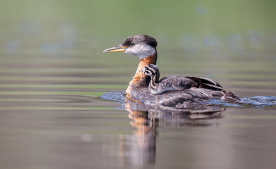 A red-necked grebe chick riding atop its parent close to its neck