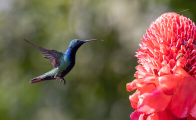 A hummingbird caught in flight by a large flower