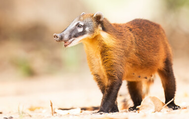 A female coati 